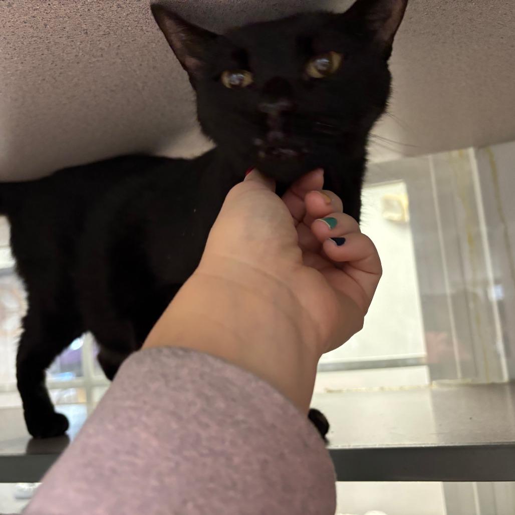 Enlarge ET, a Adoptable Domestic Short Hair in Walden, NY image 2/3