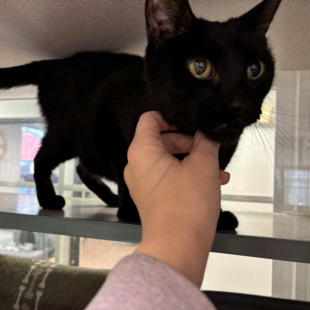 Enlarge ET, a Adoptable Domestic Short Hair in Walden, NY image 3/3