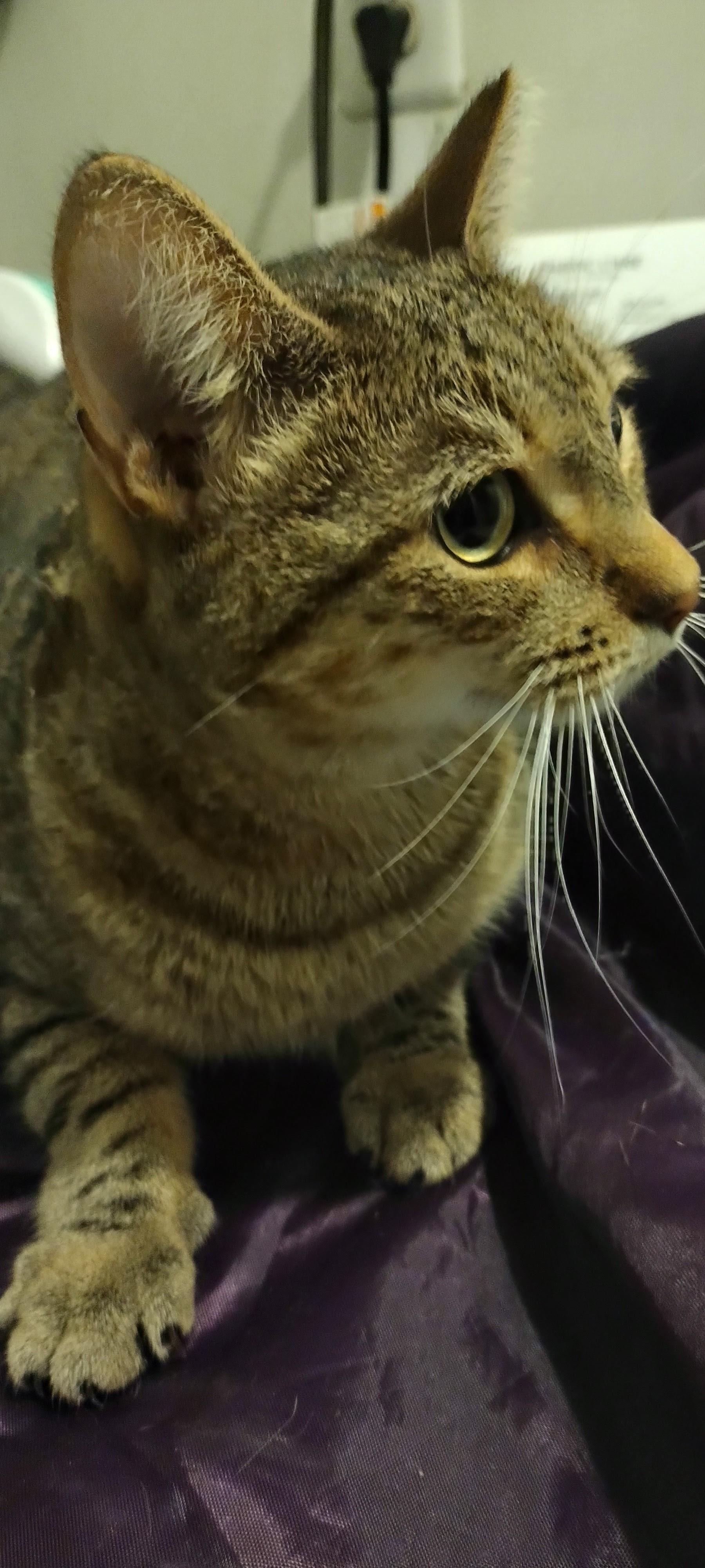 Solo — thumbnail 2