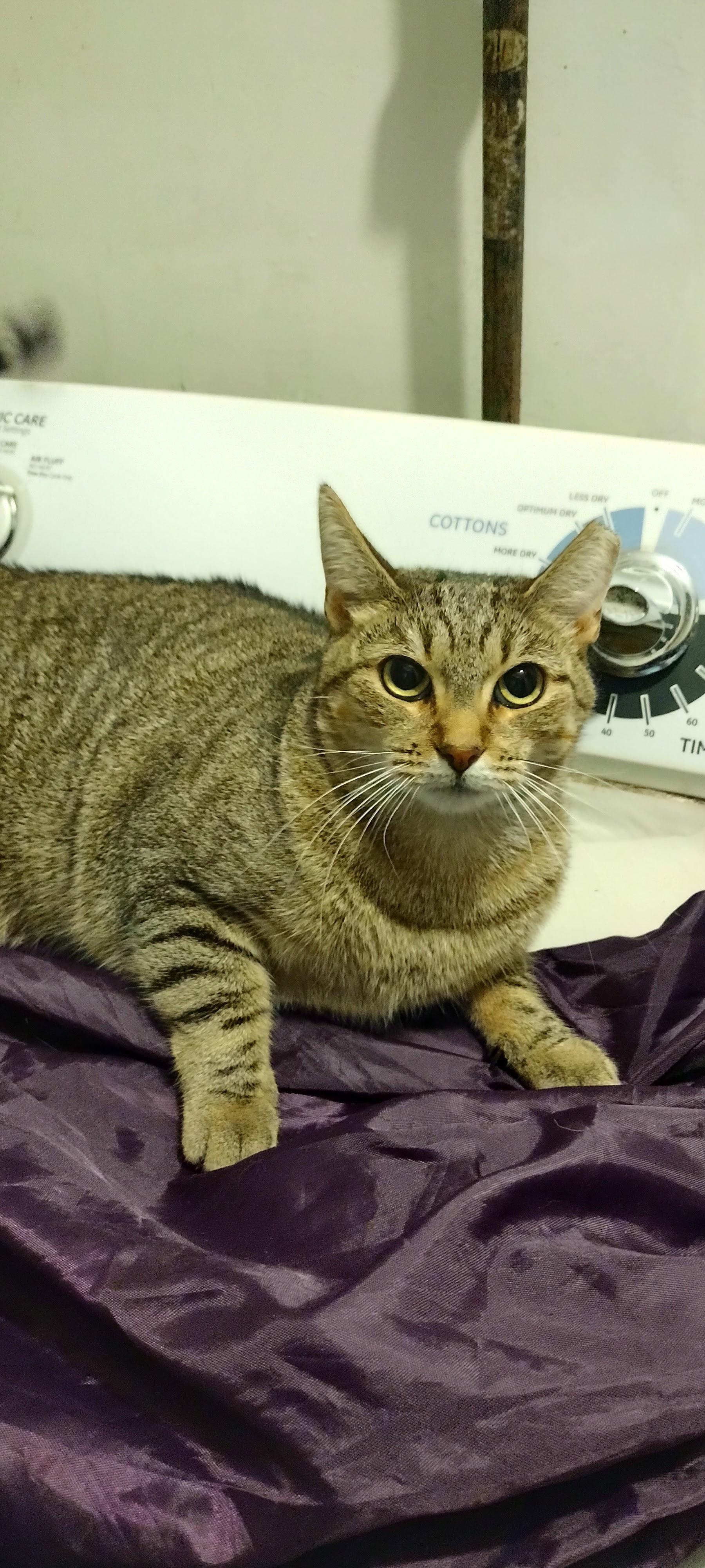 Solo, ADOPTABLE, Adult Female Tabby & Domestic Short Hair.