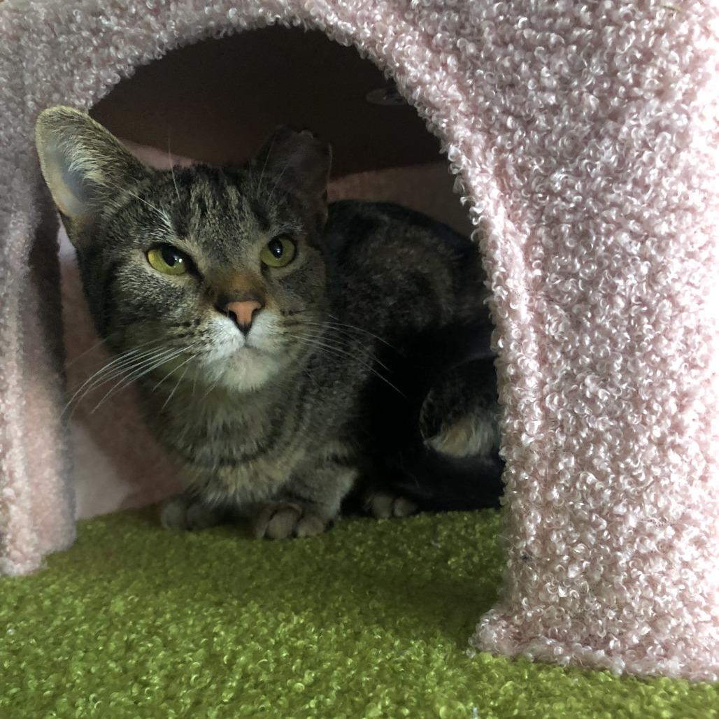Enlarge Rollie, a Adoptable Domestic Short Hair in Matteson, IL image 1/6