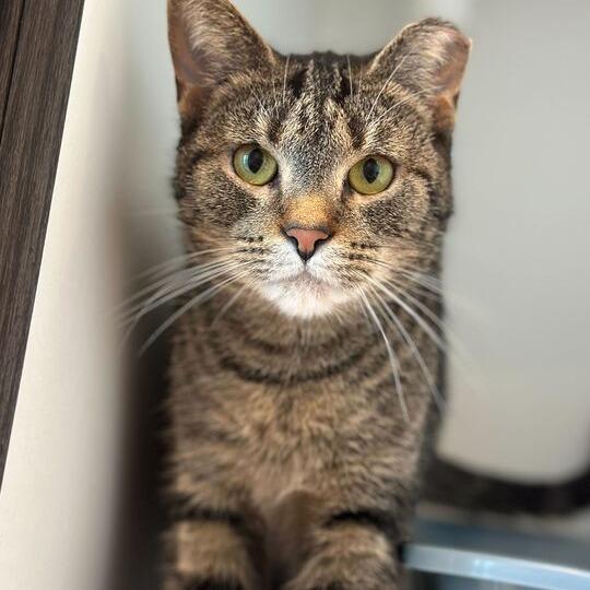 Enlarge Rollie, a Adoptable Domestic Short Hair in Matteson, IL image 2/6