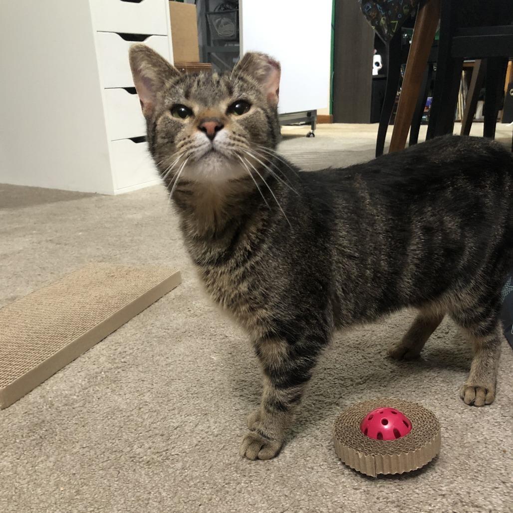 Enlarge Rollie, a Adoptable Domestic Short Hair in Matteson, IL image 3/6