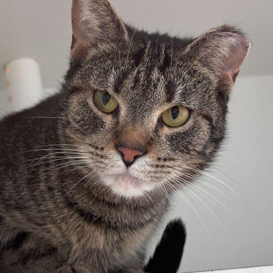 Enlarge Rollie, a Adoptable Domestic Short Hair in Matteson, IL image 4/6