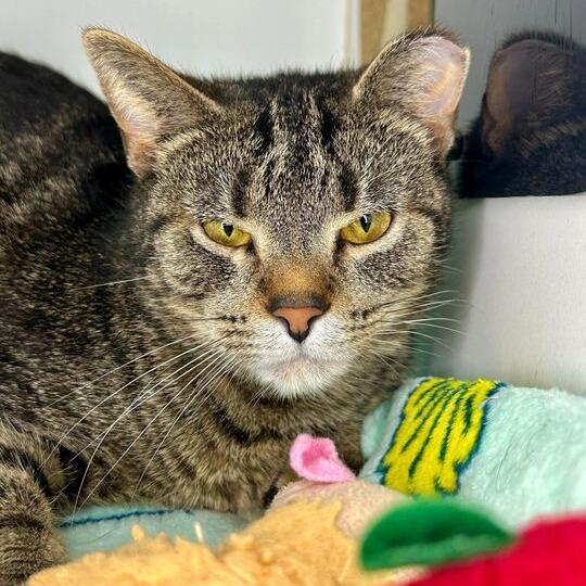 Enlarge Rollie, a Adoptable Domestic Short Hair in Matteson, IL image 5/6