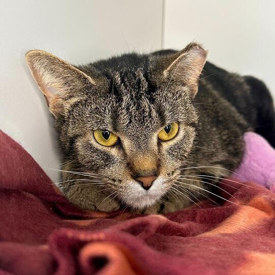 Enlarge Rollie, a Adoptable Domestic Short Hair in Matteson, IL image 6/6