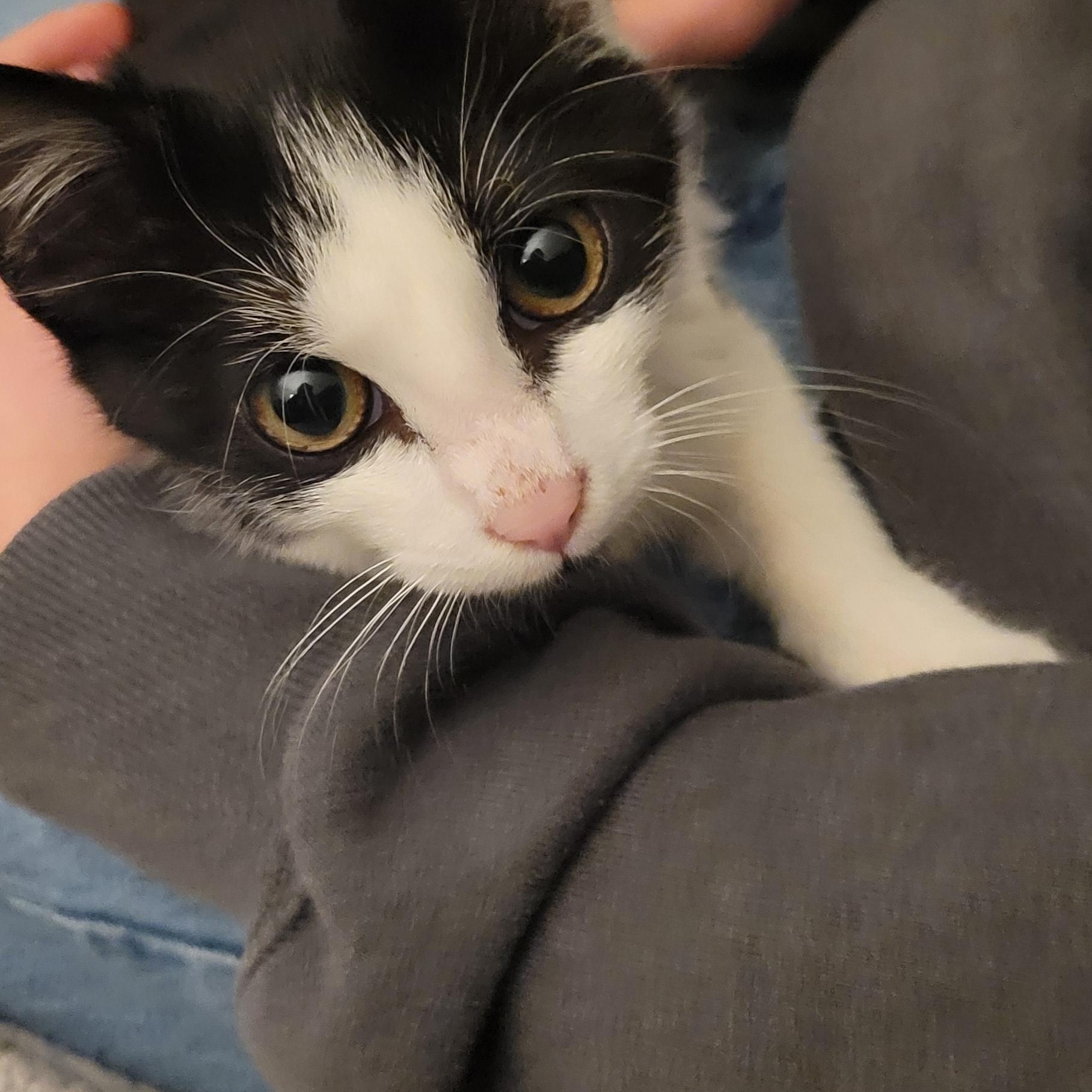 Enlarge Jimin, a Adoptable Domestic Short Hair in Port Wentworth, GA image 3/3