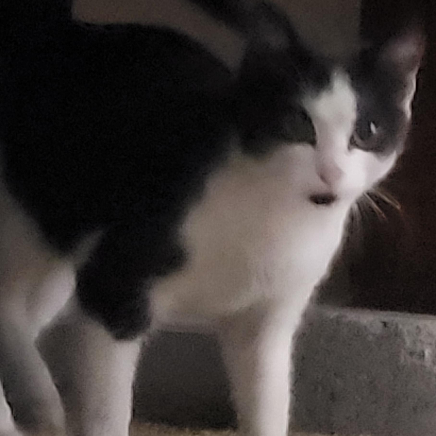 Enlarge Jimin, a Adoptable Domestic Short Hair in Port Wentworth, GA image 2/3