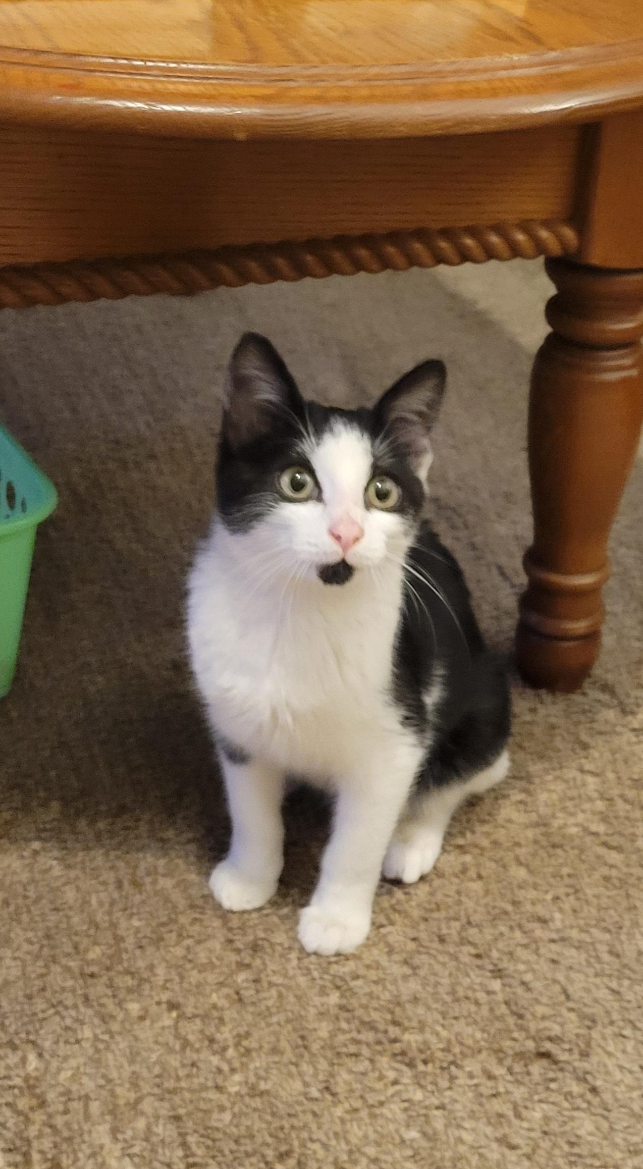 Jimin, Adoptable, Young Male Domestic Short Hair.