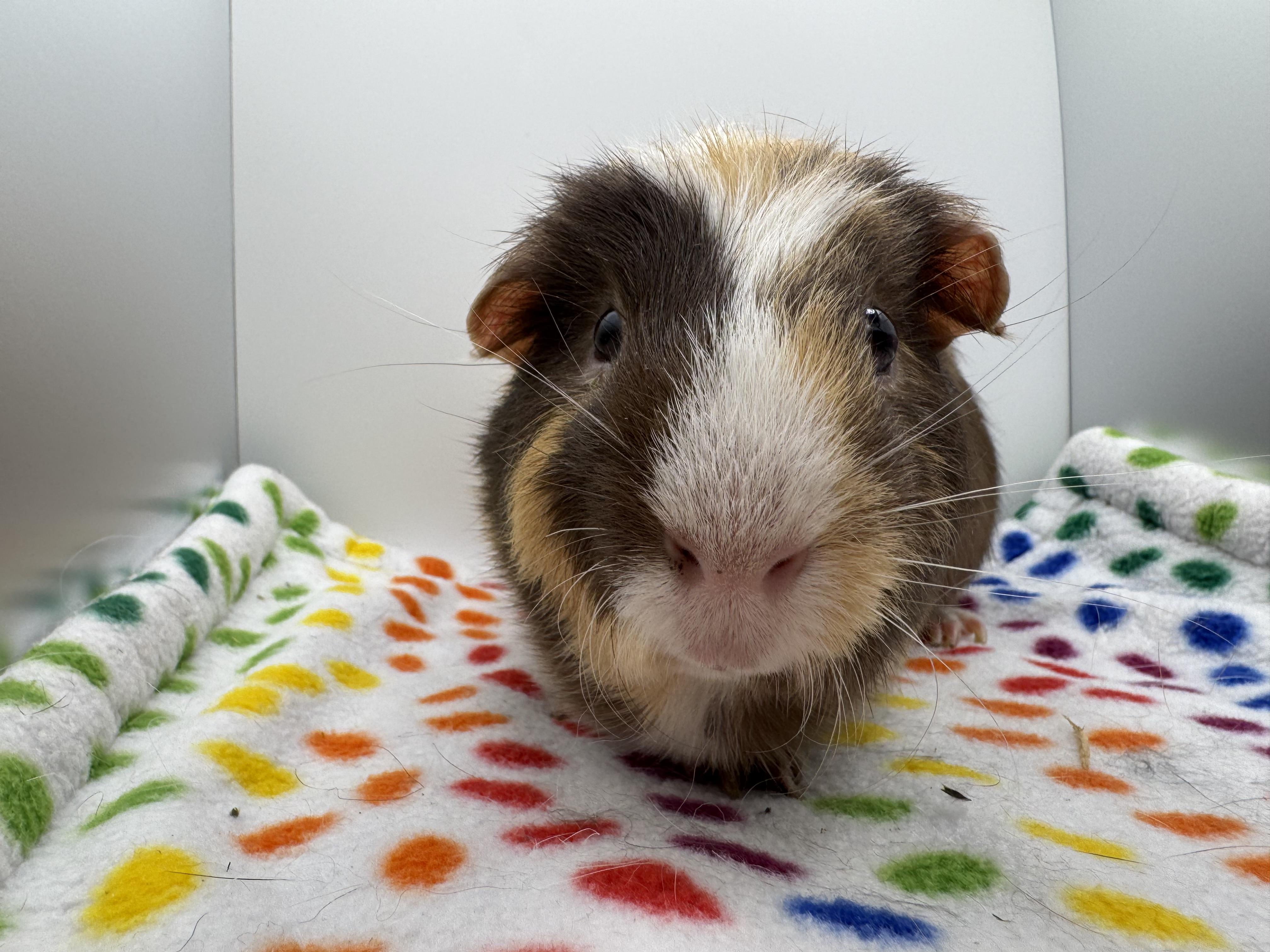Tater Tot, ADOPTABLE, Senior Male Guinea Pig.