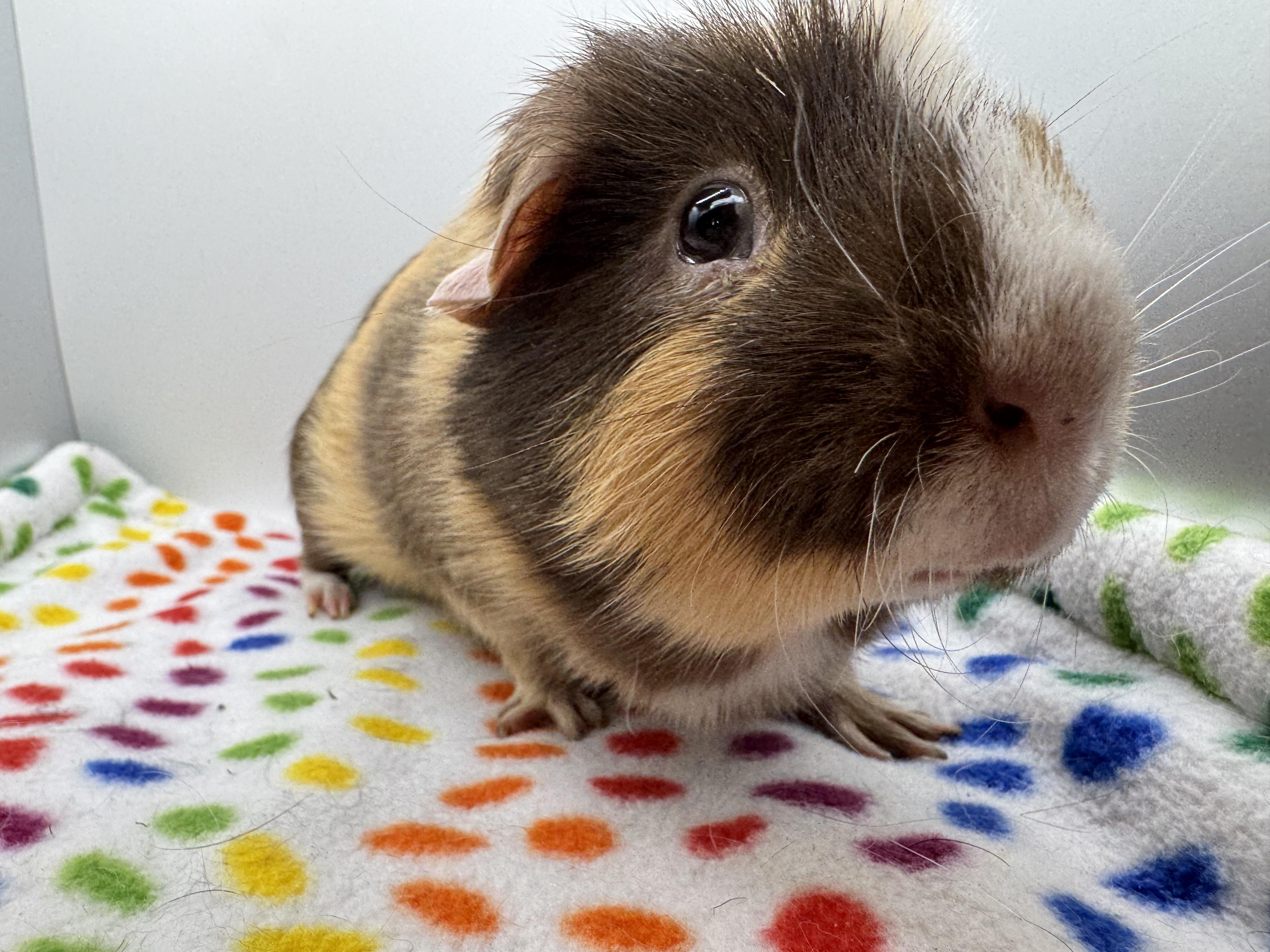 Enlarge Tater Tot, a ADOPTABLE Guinea Pig in Walnut Grove, CA image 2/3