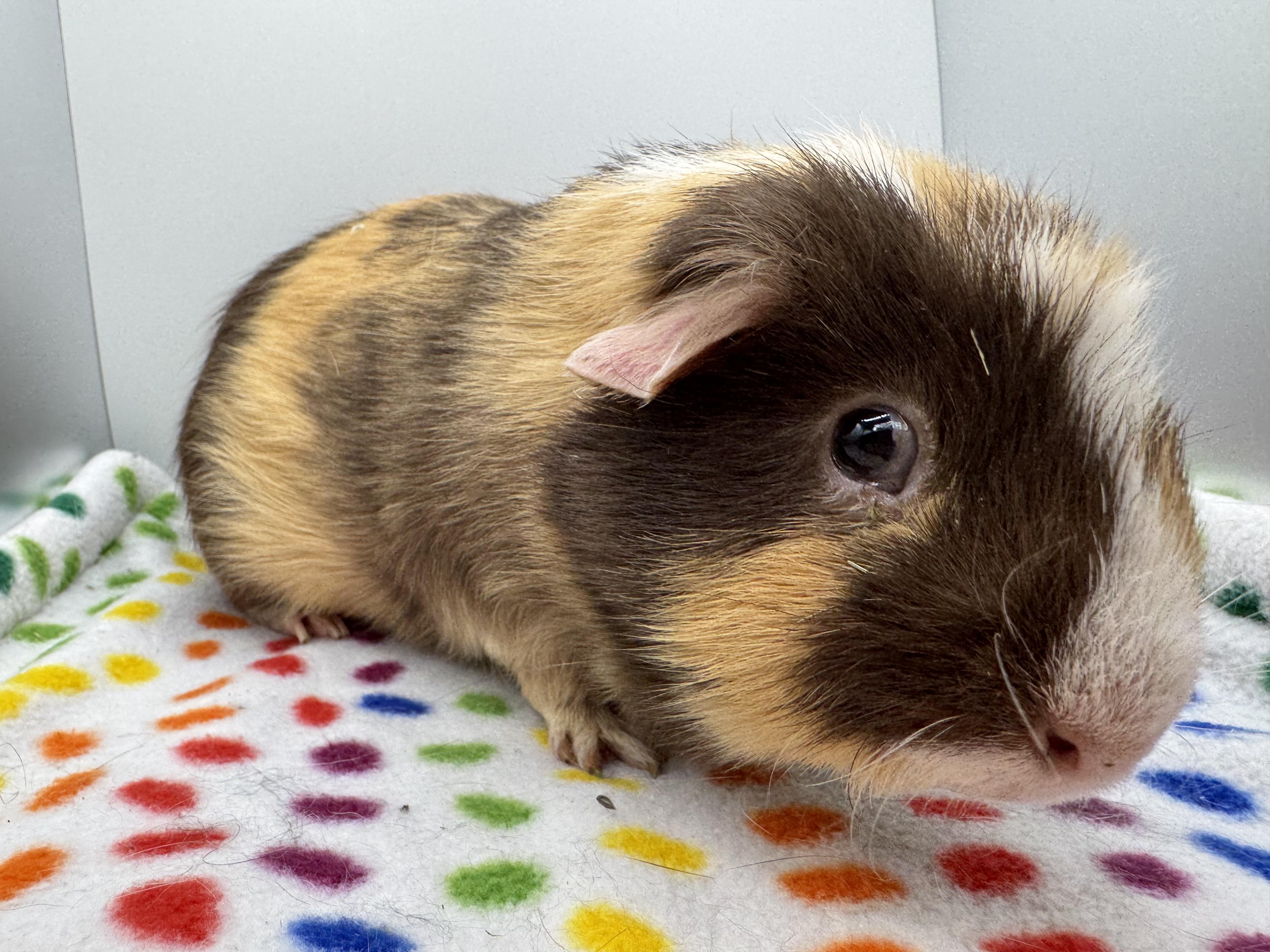 Enlarge Tater Tot, a ADOPTABLE Guinea Pig in Walnut Grove, CA image 3/3