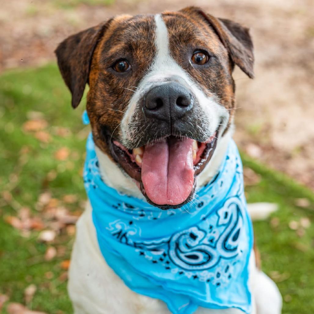Maddox, Adoptable, Adult Male Mixed Breed.