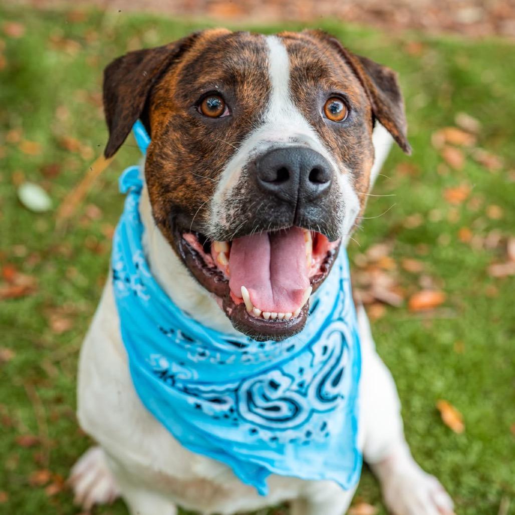 Maddox, a Adoptable Mixed Breed in Milton, FL image 2/6