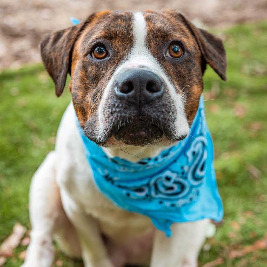 Maddox, a Adoptable Mixed Breed in Milton, FL image 3/6
