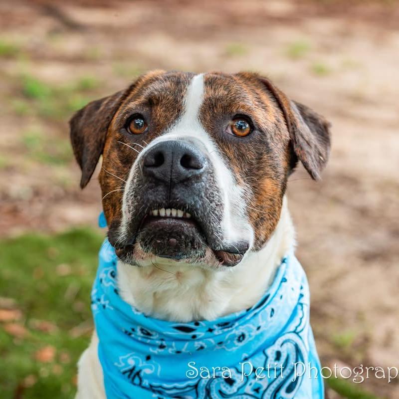 Maddox, a Adoptable Mixed Breed in Milton, FL image 4/6