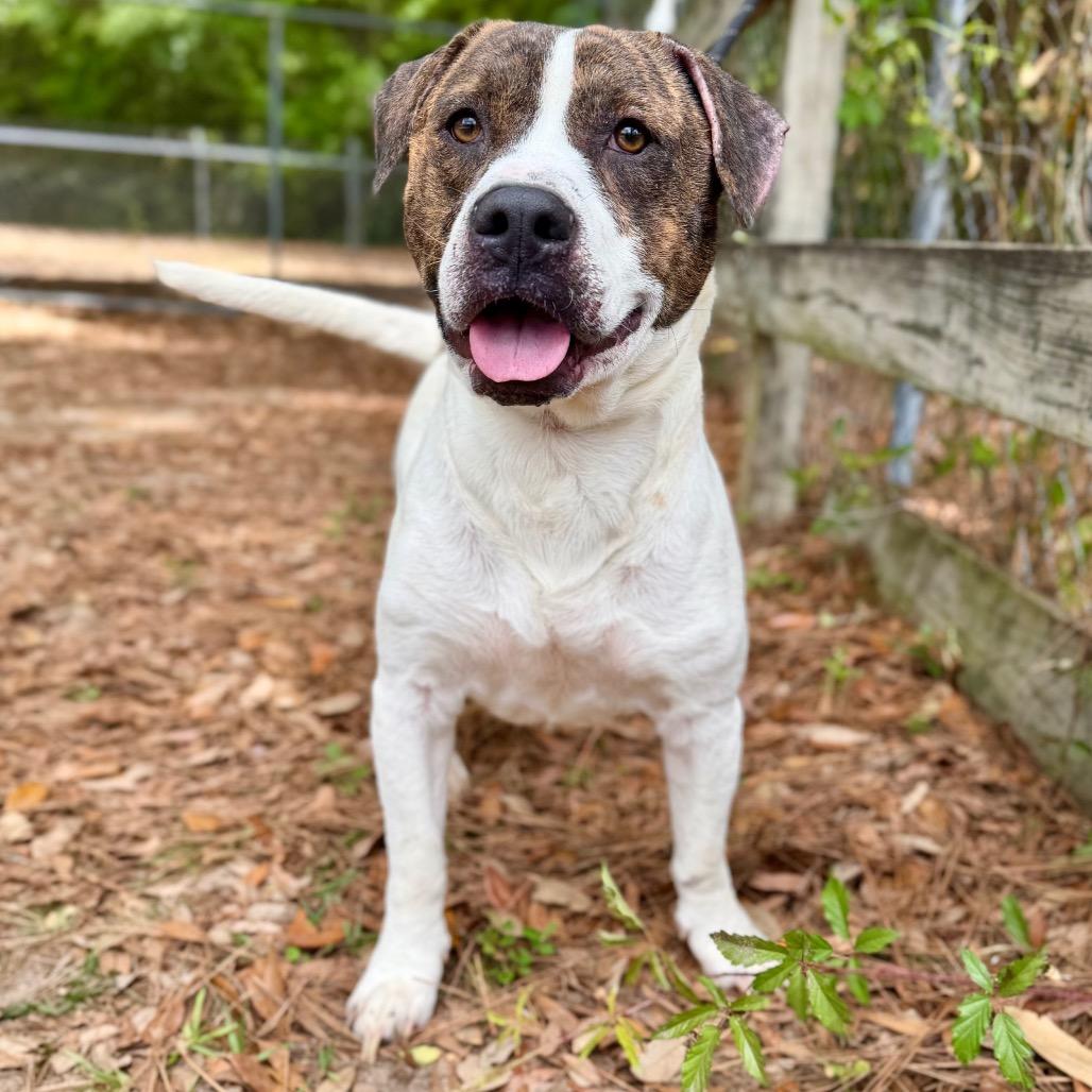 Maddox, a Adoptable Mixed Breed in Milton, FL image 5/6