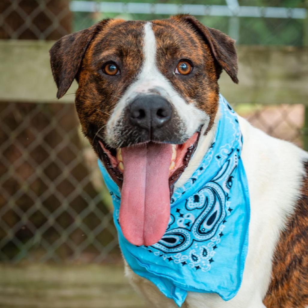 Maddox, a Adoptable Mixed Breed in Milton, FL image 6/6
