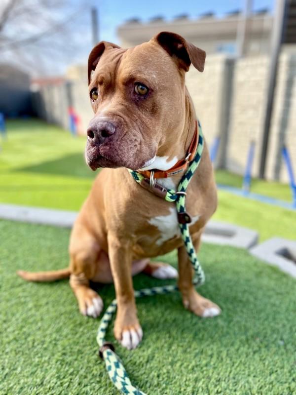 Maybull, Adoptable, Senior Female Pit Bull Terrier.