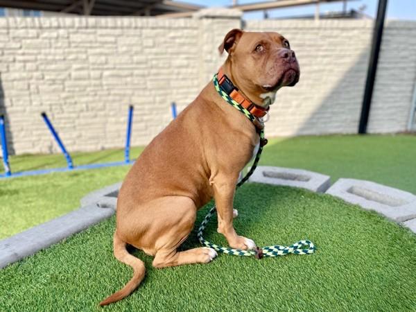 Maybull, a Adoptable mixed breed in Salt Lake City, UT image 2/6