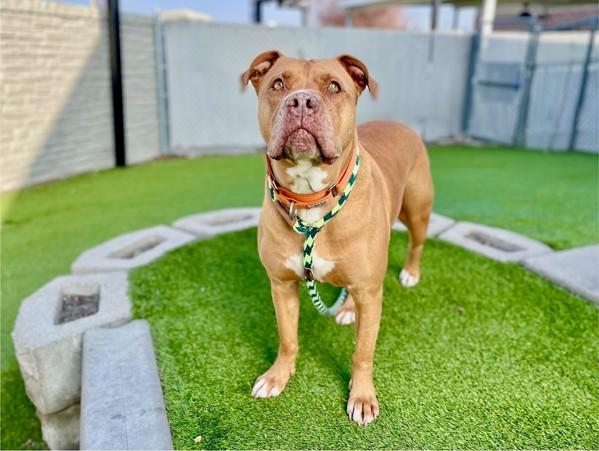 Maybull, a Adoptable mixed breed in Salt Lake City, UT image 3/6