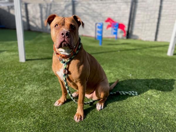 Maybull, a Adoptable mixed breed in Salt Lake City, UT image 4/6