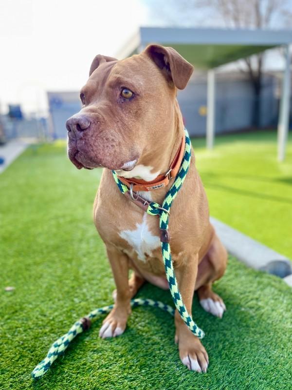 Maybull, a Adoptable mixed breed in Salt Lake City, UT image 5/6