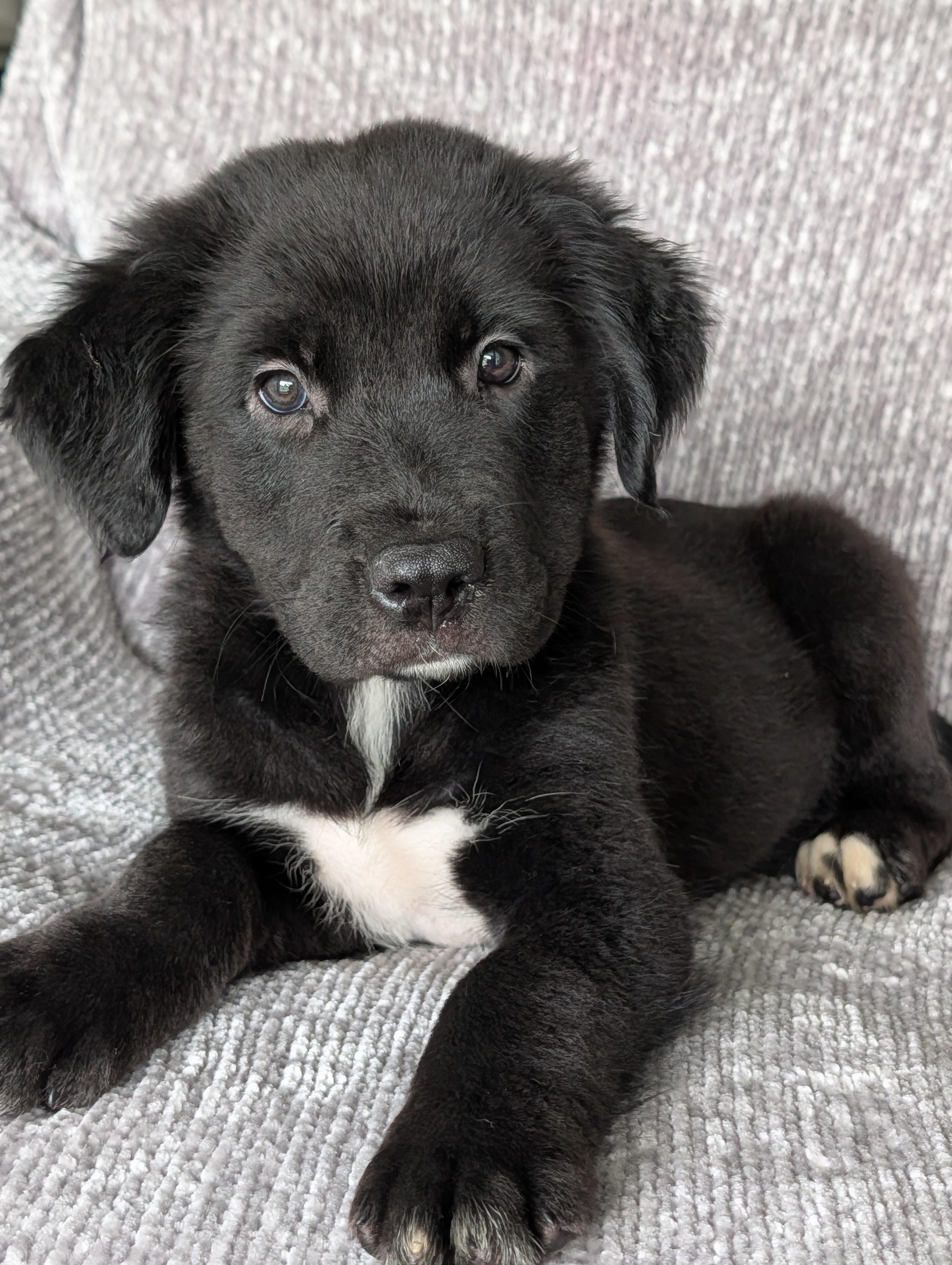 Black Bear, a Adoptable mixed breed in Baton Rouge, LA image 2/3