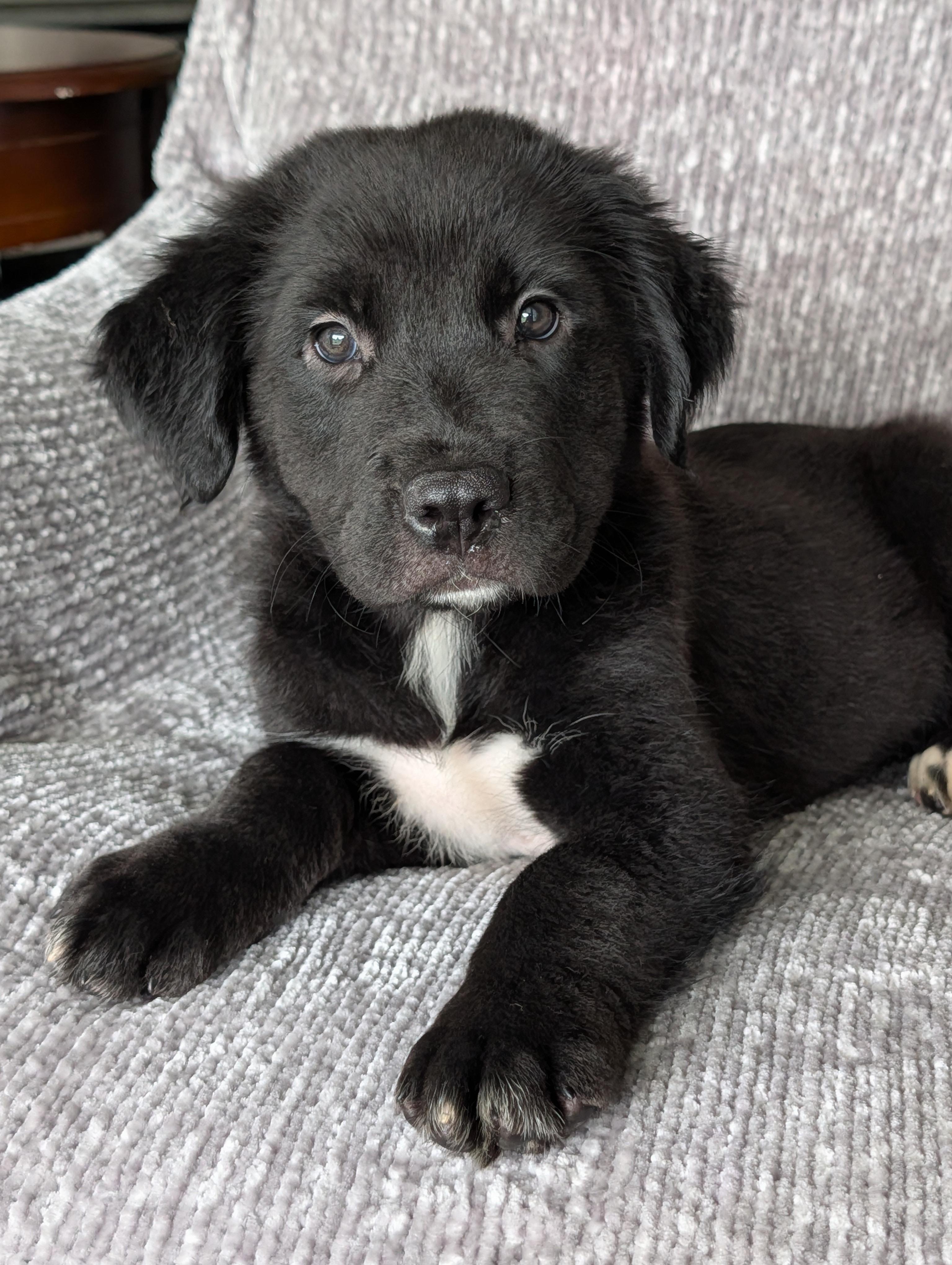 Black Bear, Adoptable, Puppy Male Border Collie & Black Labrador Retriever.