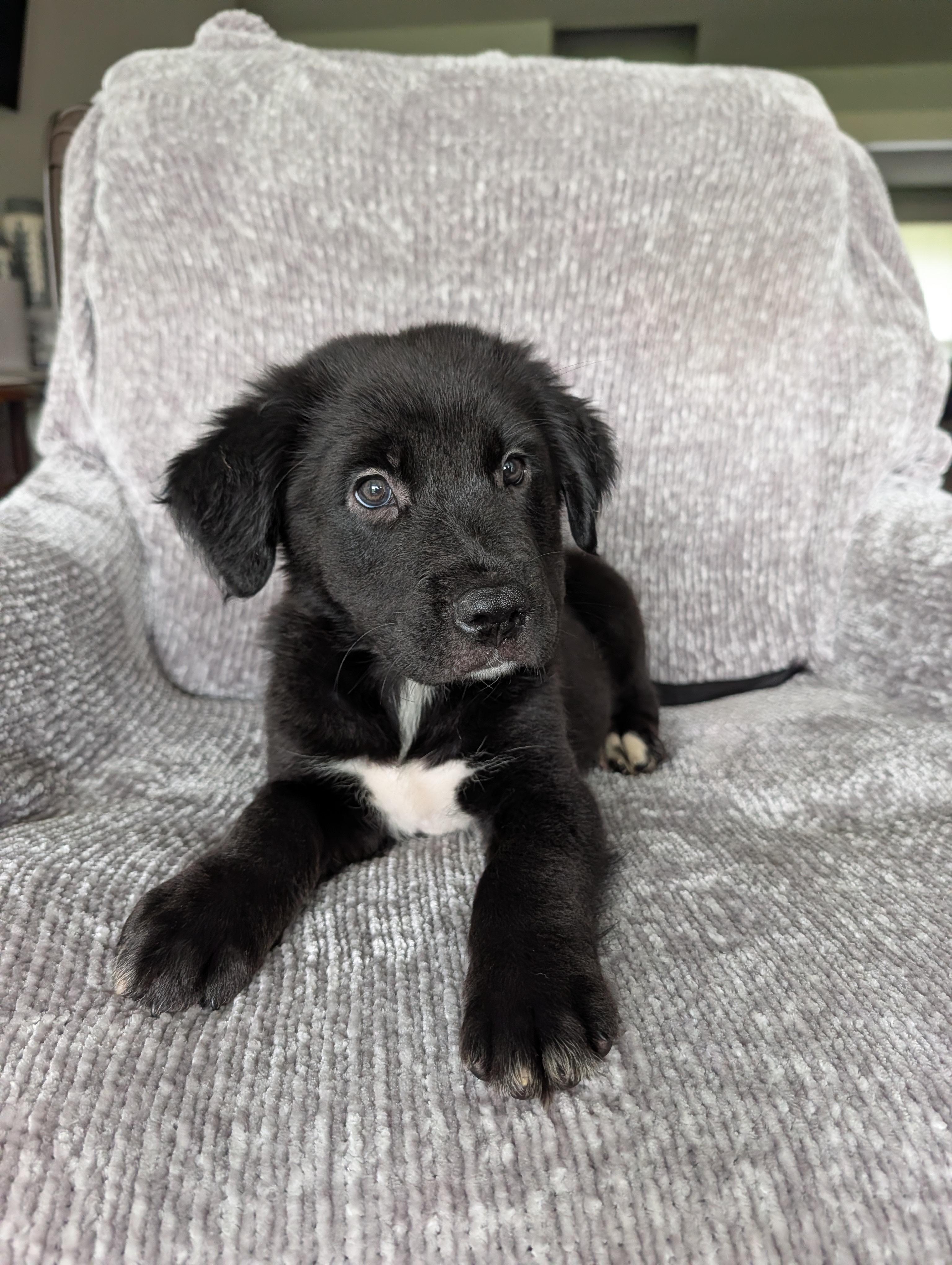 Black Bear, a Adoptable mixed breed in Baton Rouge, LA image 3/3