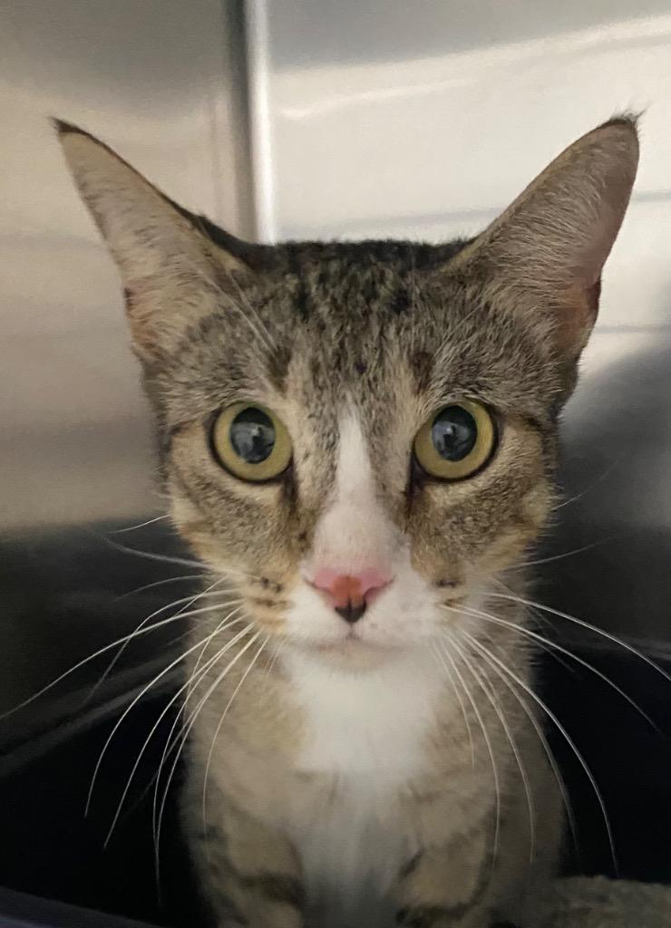 Enlarge Debbie, a Adoptable mixed breed in Labelle, FL image 1/1