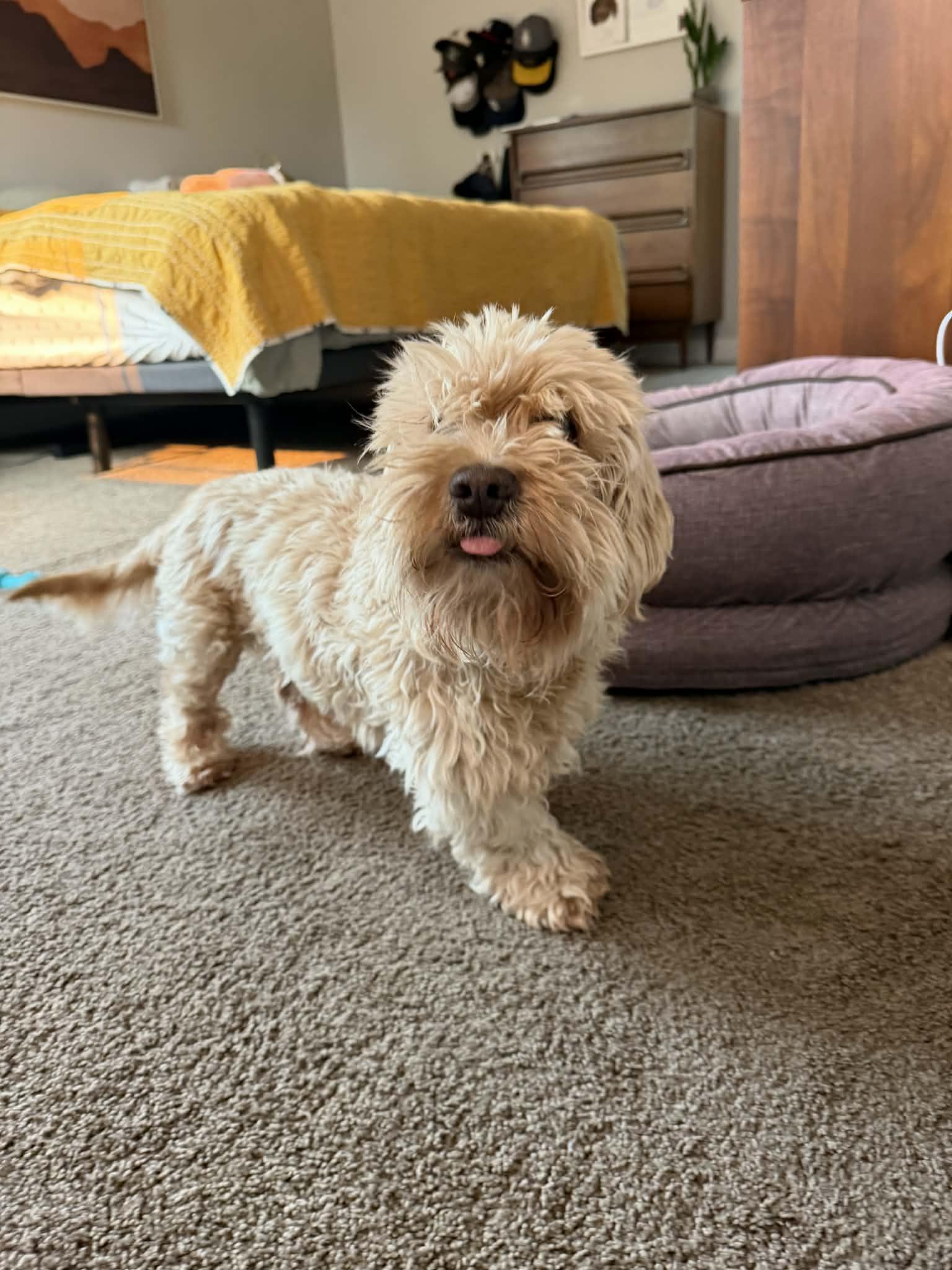 Enlarge Shirley, a ADOPTABLE mixed breed in Powell Butte, OR image 2/5