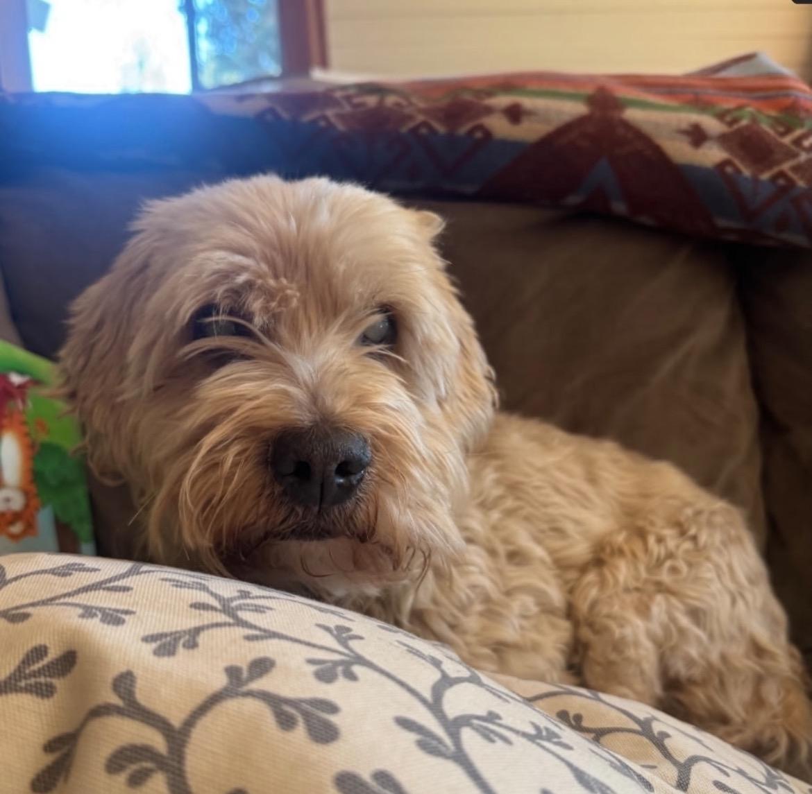 Shirley, ADOPTABLE, Senior Female Cocker Spaniel & Yorkshire Terrier.