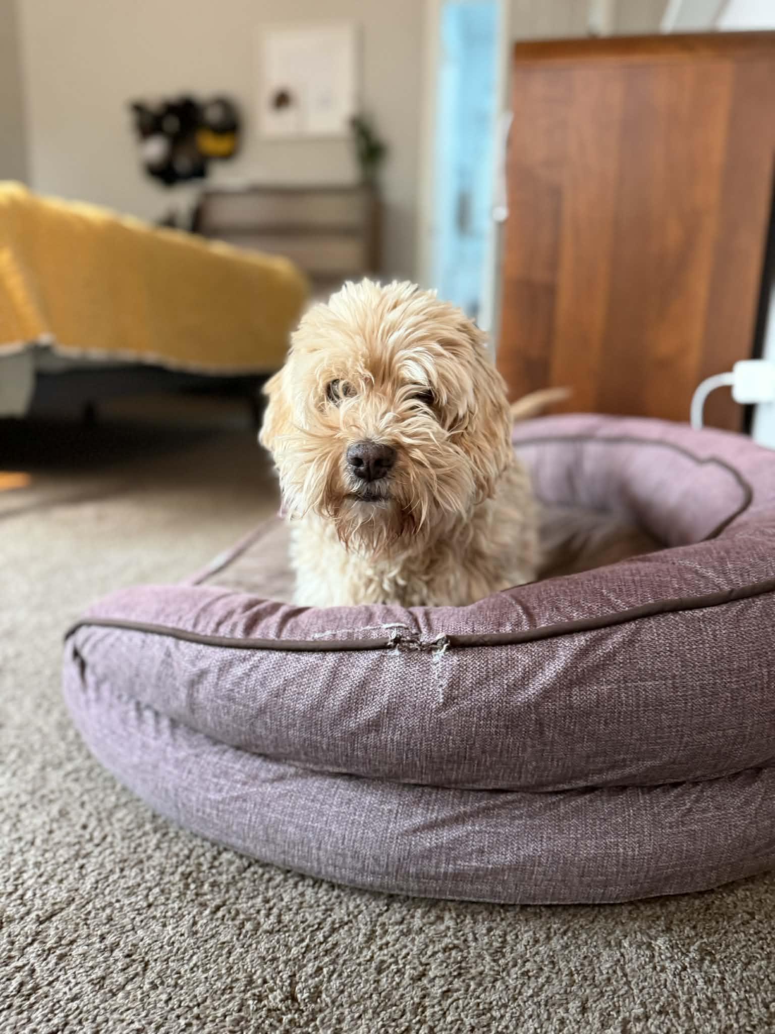 Enlarge Shirley, a ADOPTABLE mixed breed in Powell Butte, OR image 4/5