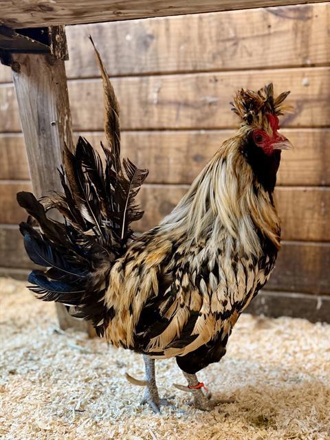 Enlarge MANGO, a Adoptable Chicken in Methuen, MA image 1/1