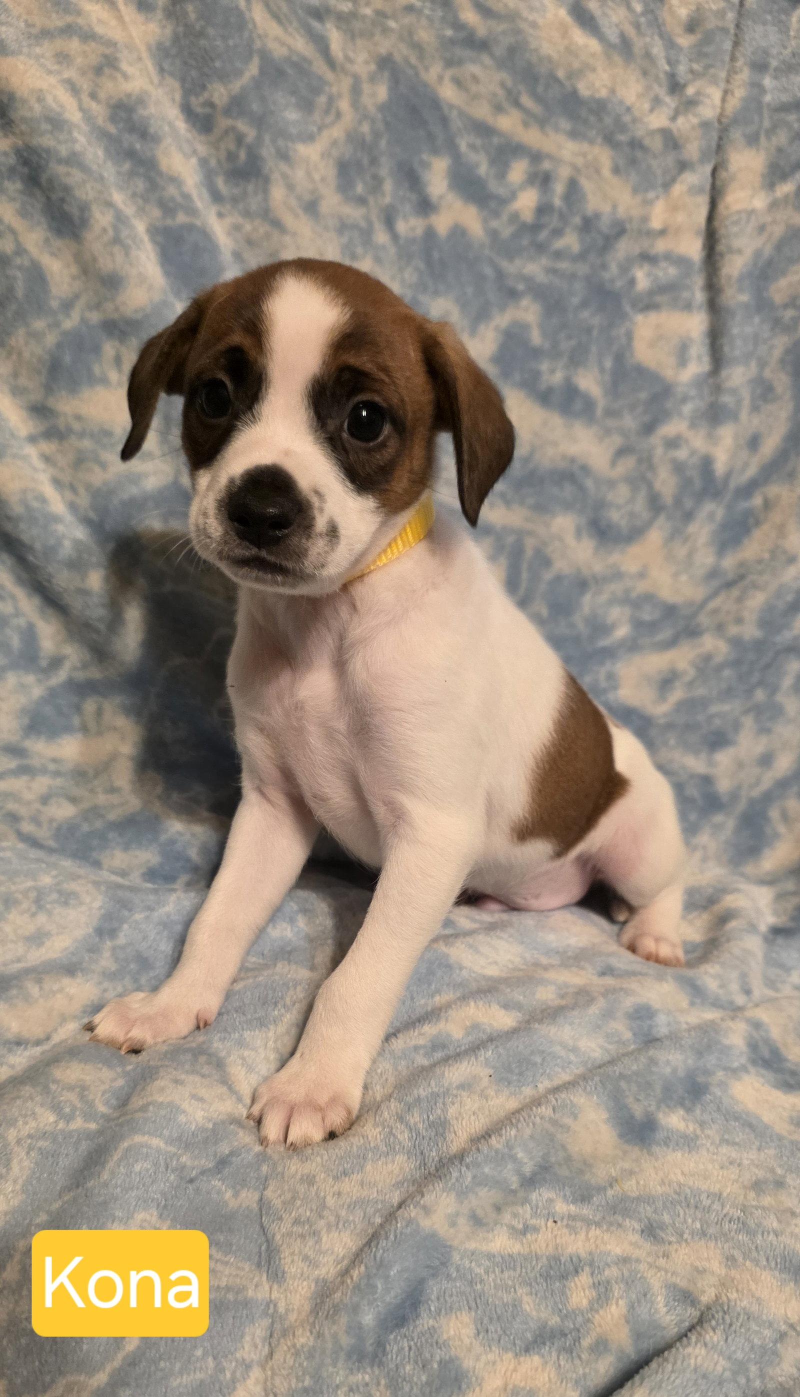 Enlarge Kona, a Adoptable Rat Terrier in Elgin, IL image 1/1