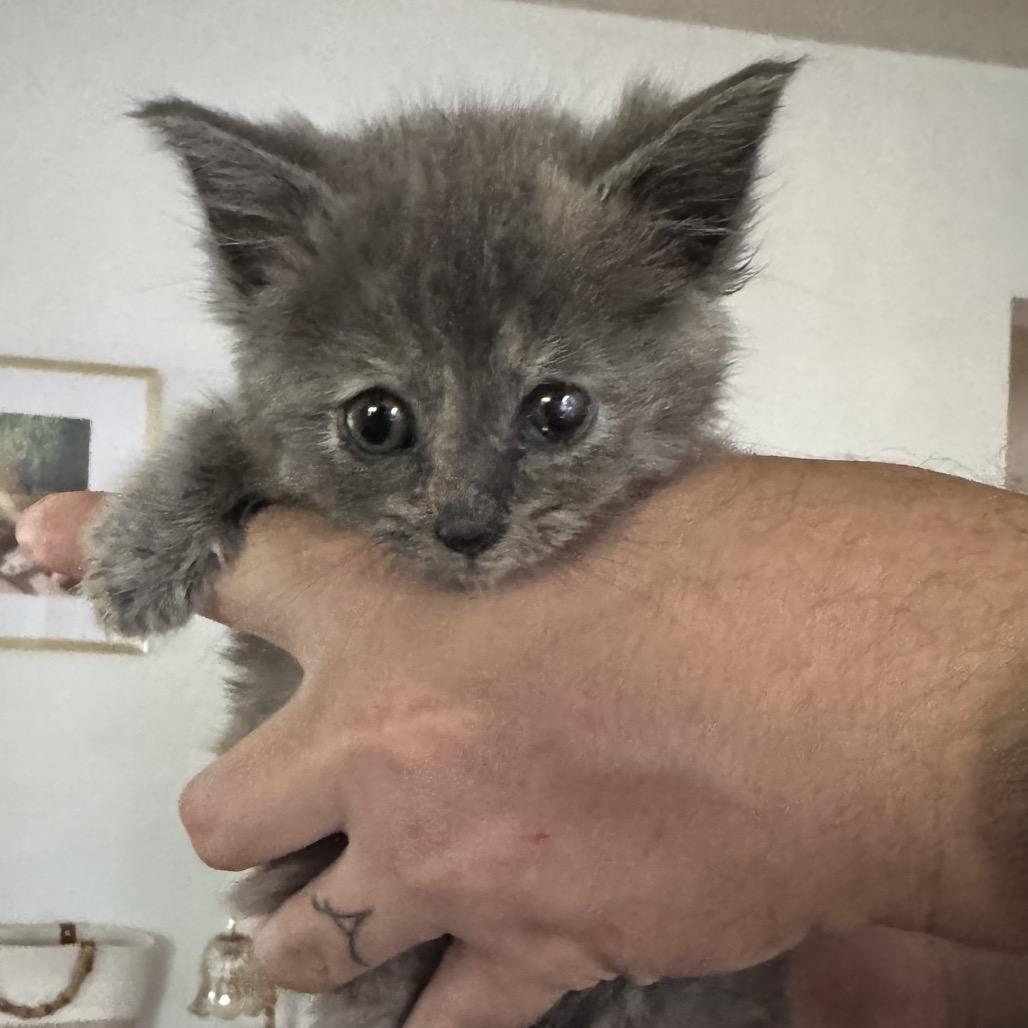 Pearl, Adoptable, Kitten Female Domestic Short Hair.