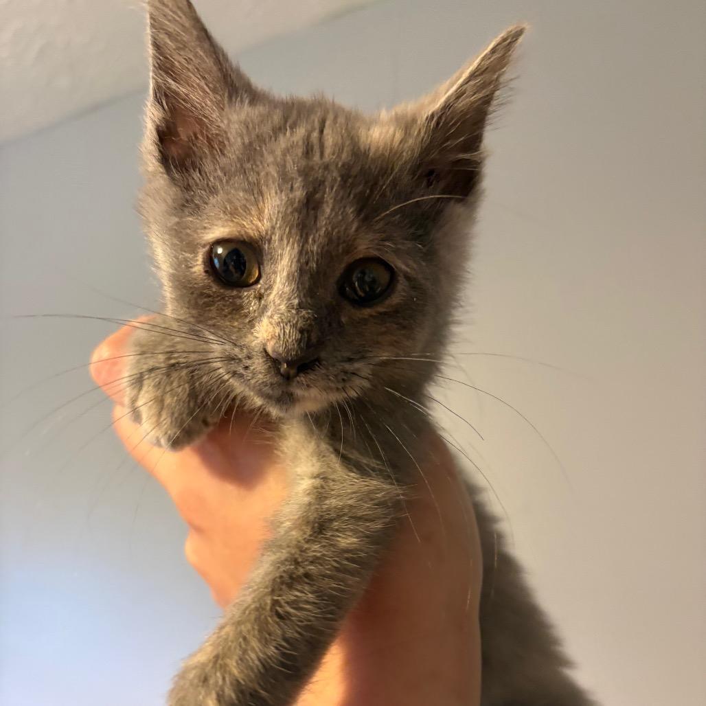 Enlarge Pearl, a Adoptable Domestic Short Hair in Johnstown, PA image 2/2