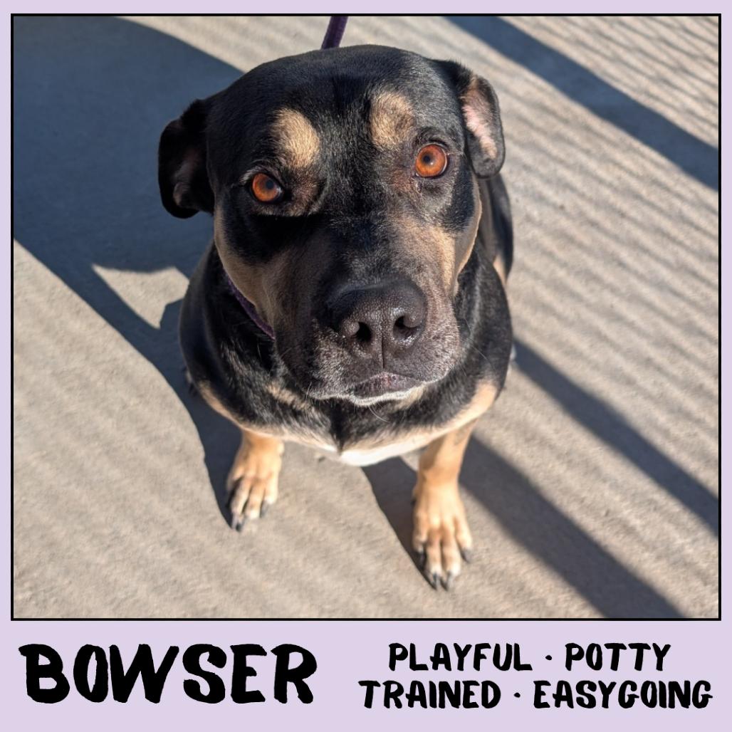 Enlarge Bowser, a Adoptable Rottweiler in Emporia, KS image 1/4