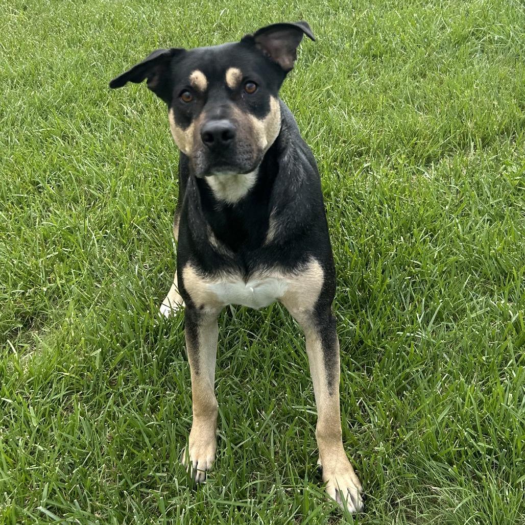 Enlarge Bowser, a Adoptable Rottweiler in Emporia, KS image 2/6