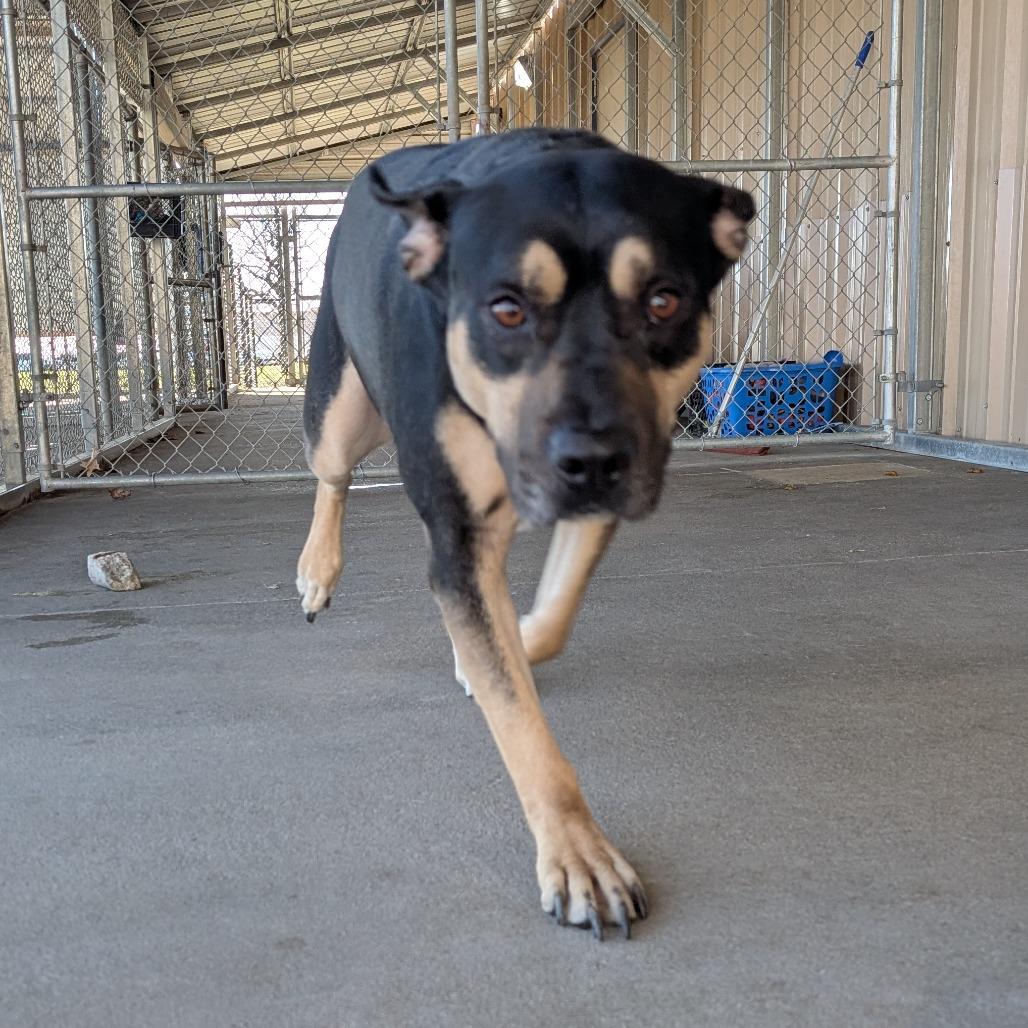 Enlarge Bowser, a Adoptable Rottweiler in Emporia, KS image 2/4