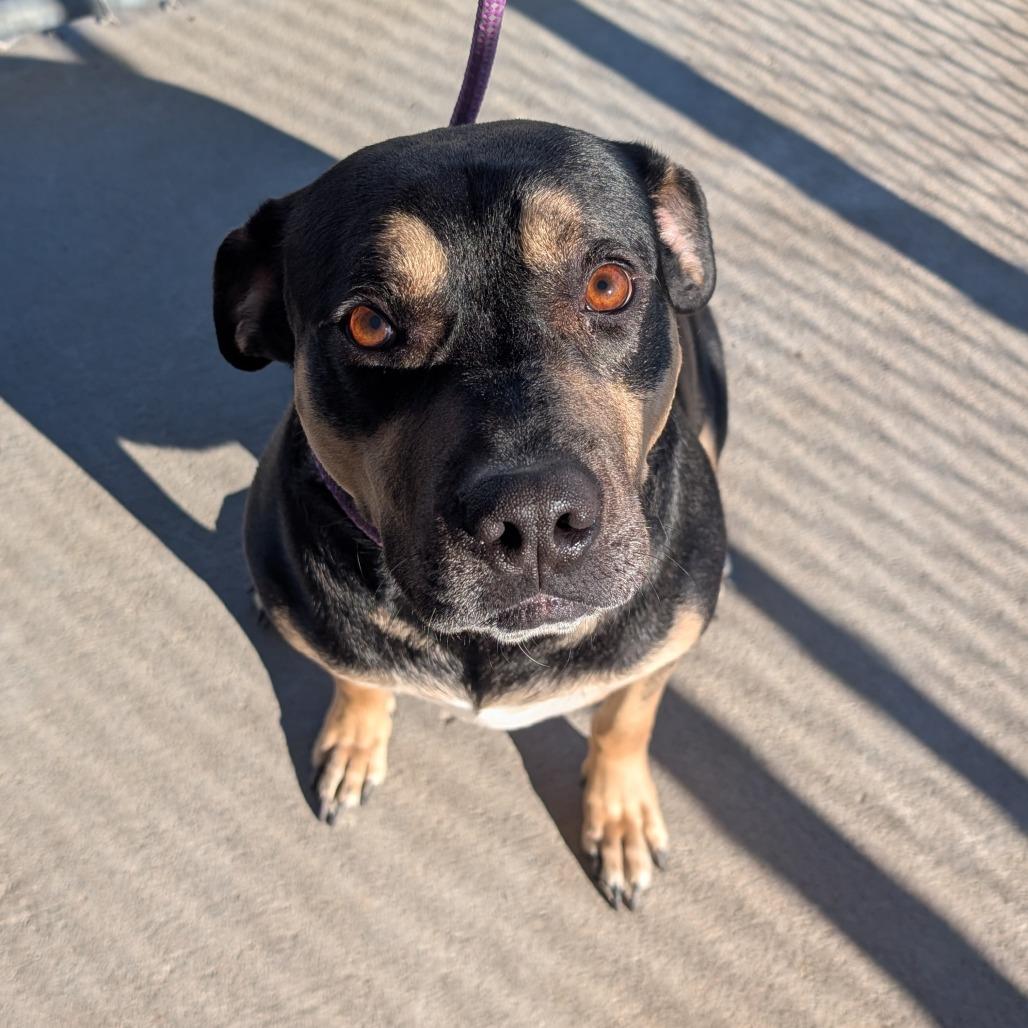Enlarge Bowser, a Adoptable Rottweiler in Emporia, KS image 3/4