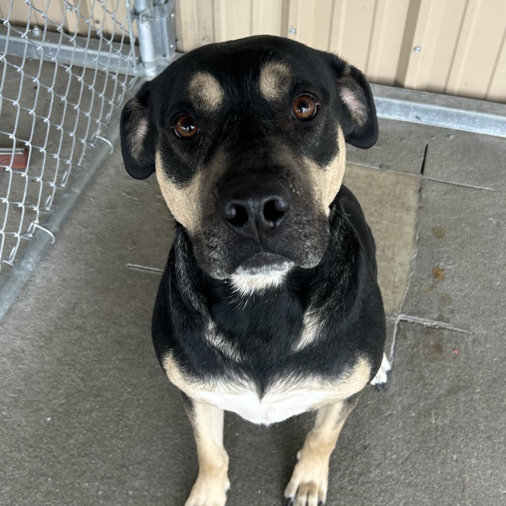 Enlarge Bowser, a Adoptable Rottweiler in Emporia, KS image 5/6