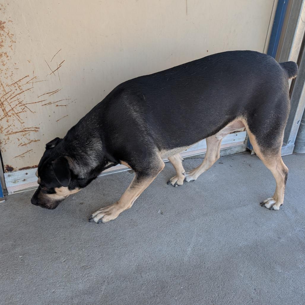 Enlarge Bowser, a Adoptable Rottweiler in Emporia, KS image 4/4