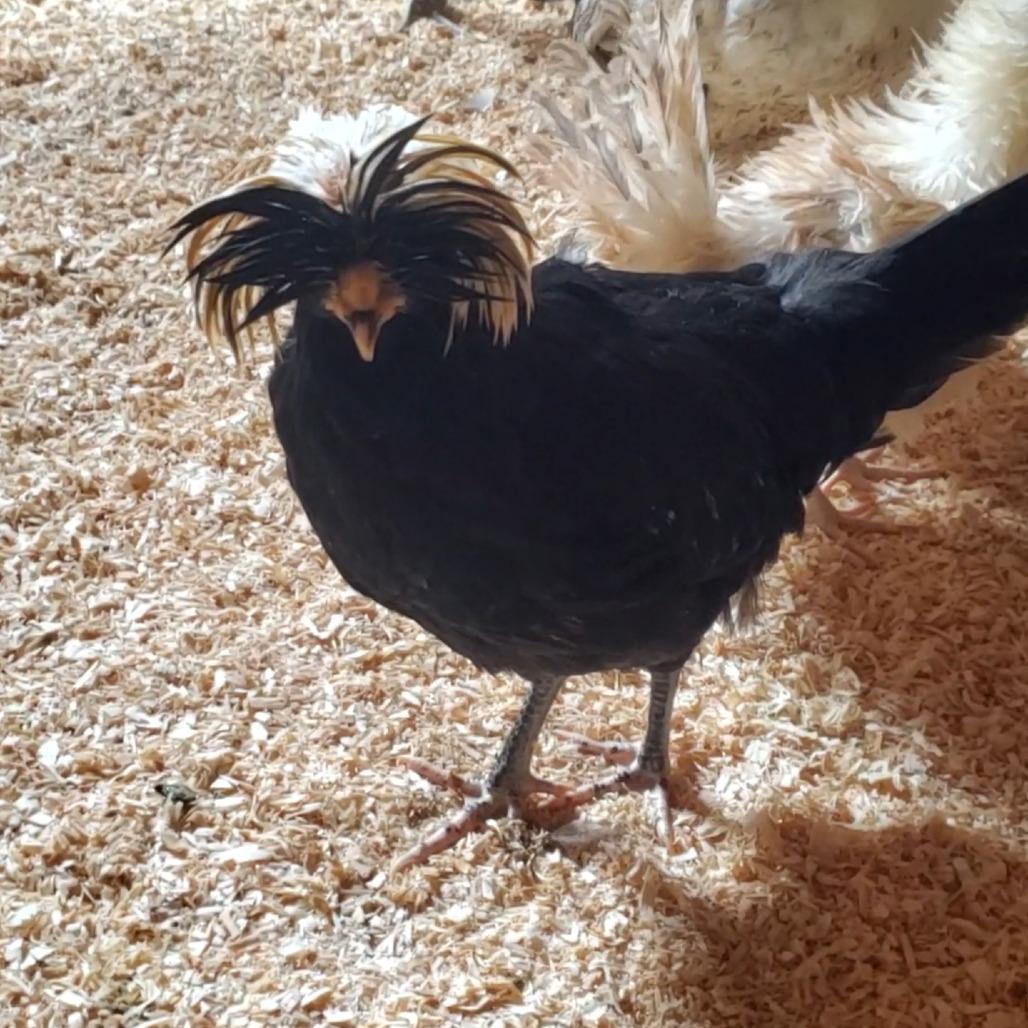 Gwendolyn, Adoptable, Young Female Chicken.