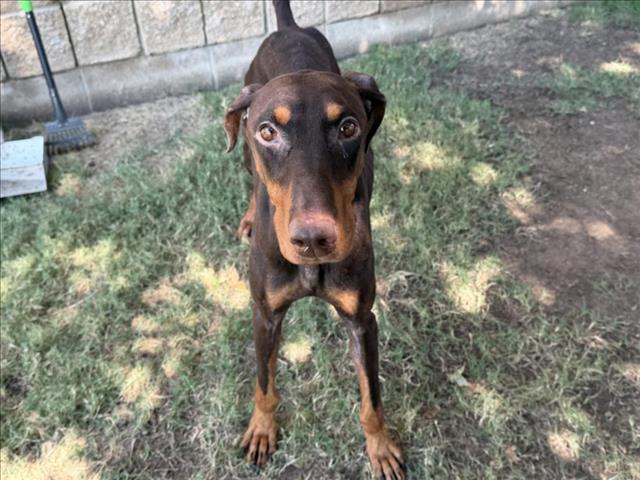 Enlarge FALCON, a Adoptable Doberman Pinscher in Tulsa, OK image 1/1