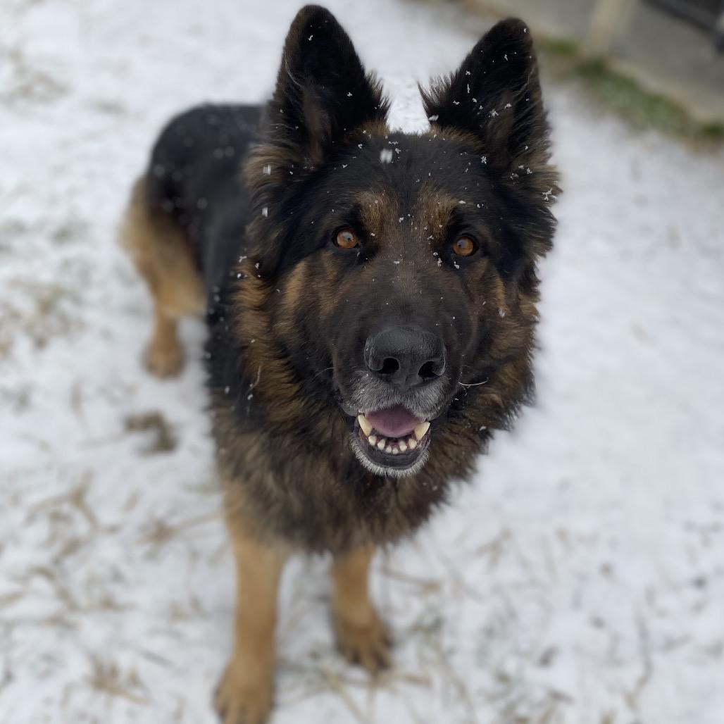 Kratos, Adoptable, Adult Male German Shepherd Dog & German Shepherd Dog.