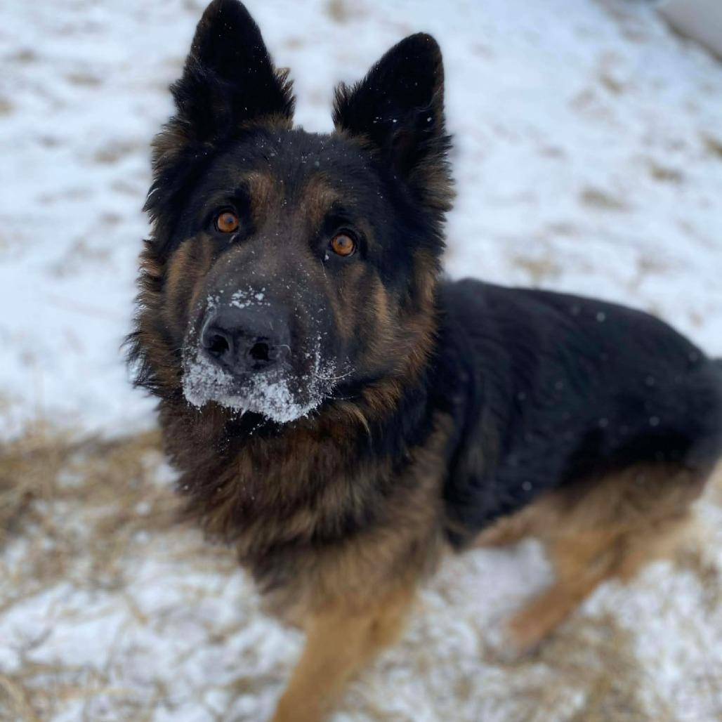 Enlarge Kratos, a Adoptable mixed breed in Caryville, TN image 2/4