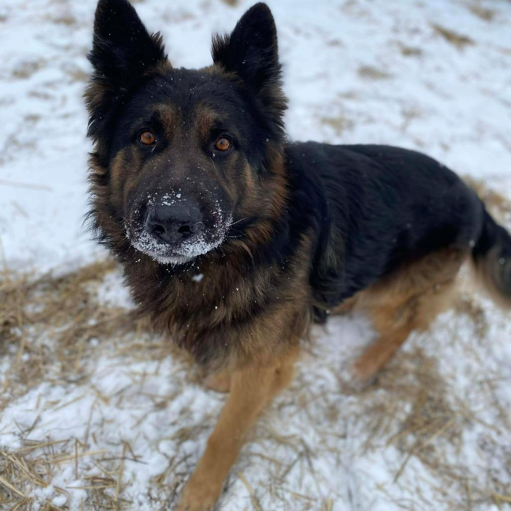 Enlarge Kratos, a Adoptable mixed breed in Caryville, TN image 3/4