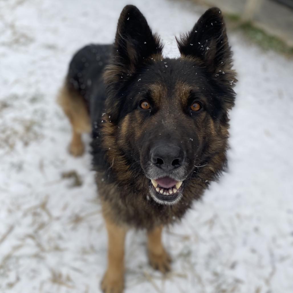 Enlarge Kratos, a Adoptable mixed breed in Caryville, TN image 4/4